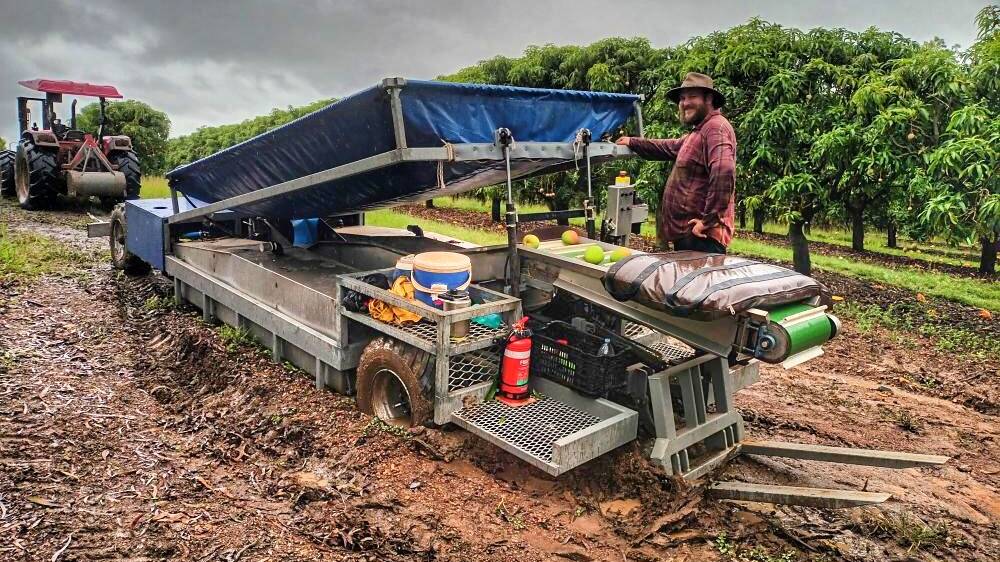 Boggy conditions made harvesting a challenge at Groves Grown Tropical Fruits near Yeppoon. Picture: David Groves