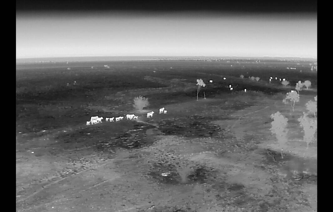 A drone thermal camera shows the heat signature of cattle. Picture: Supplied: Luke Chaplain
