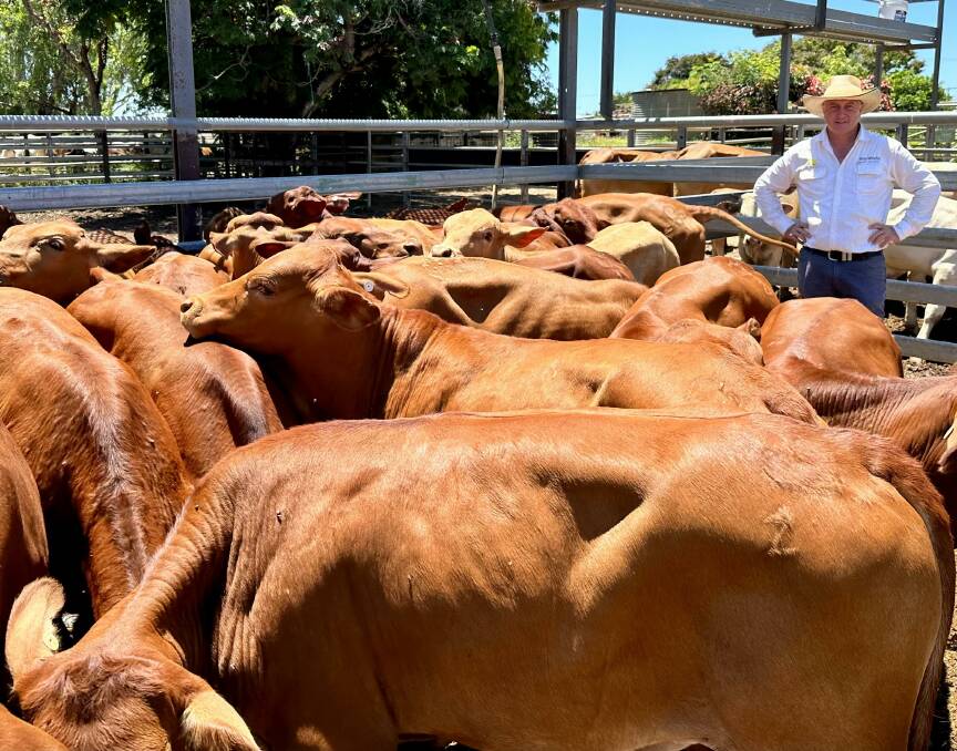 Agent Matthew Geaney of Ray White Geaney Kirkwood with a pen of 31 No.2 Droughtmaster steers sold on account of SPK Pastoral, Spring Creek, Mount Surprise, to top the steer market at 472.2c/kg. Picture: Ray White
