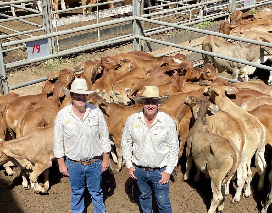 Ray White agents Liam Kirkwood and Matthew Geaney with a line of 63 store steers they sold on account of D Hunt and LL Griffiths Rycon Einasleigh. Picture: supplied.