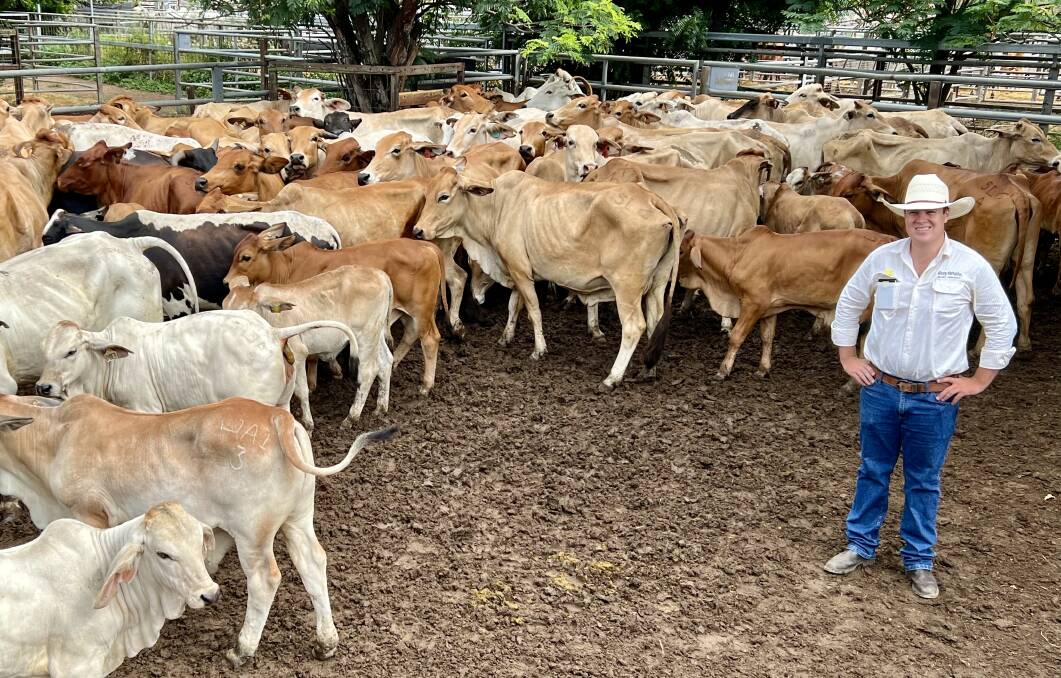 Liam Kirkwood of Ray White Geaney Kirkwood with a line of 68 cows and calves on account of Werrington Grazing Amber Mt Surprise which sold for $1500.00