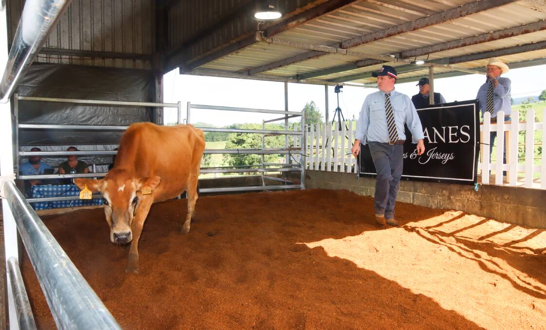Top of the sale, Long Lanes Bontino Brown Lady, sold for $9,000 to the English family, Eachamvale, Malanda. Photo by Lea Coghlan