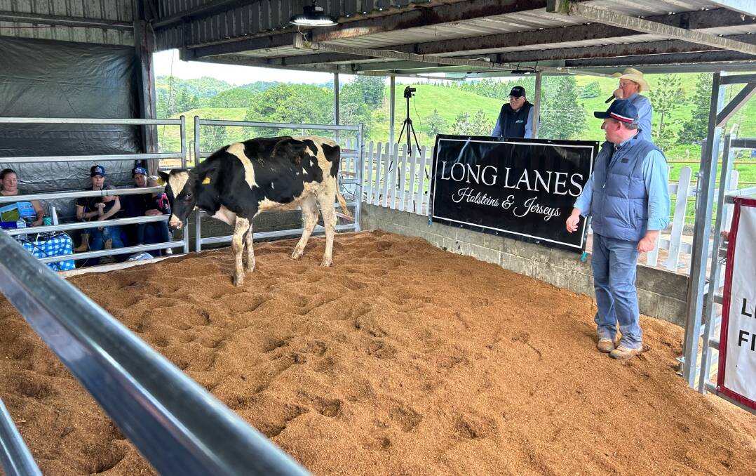 Long Lanes Viewpoint Whynot sold for $8,500, picutred here with Ben Minogue, Dairy Livestock Services. Photo by Lea Coghlan