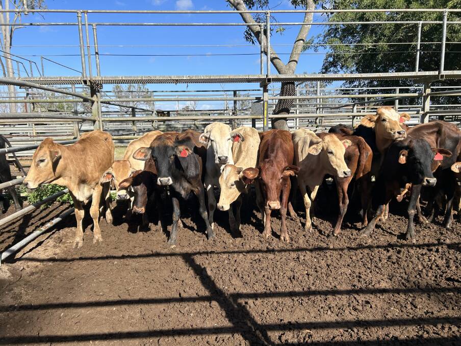 Cattle from Bulimba, Chillagoe, on offer at Friday's special store sale. Photo by Lea Coghlan