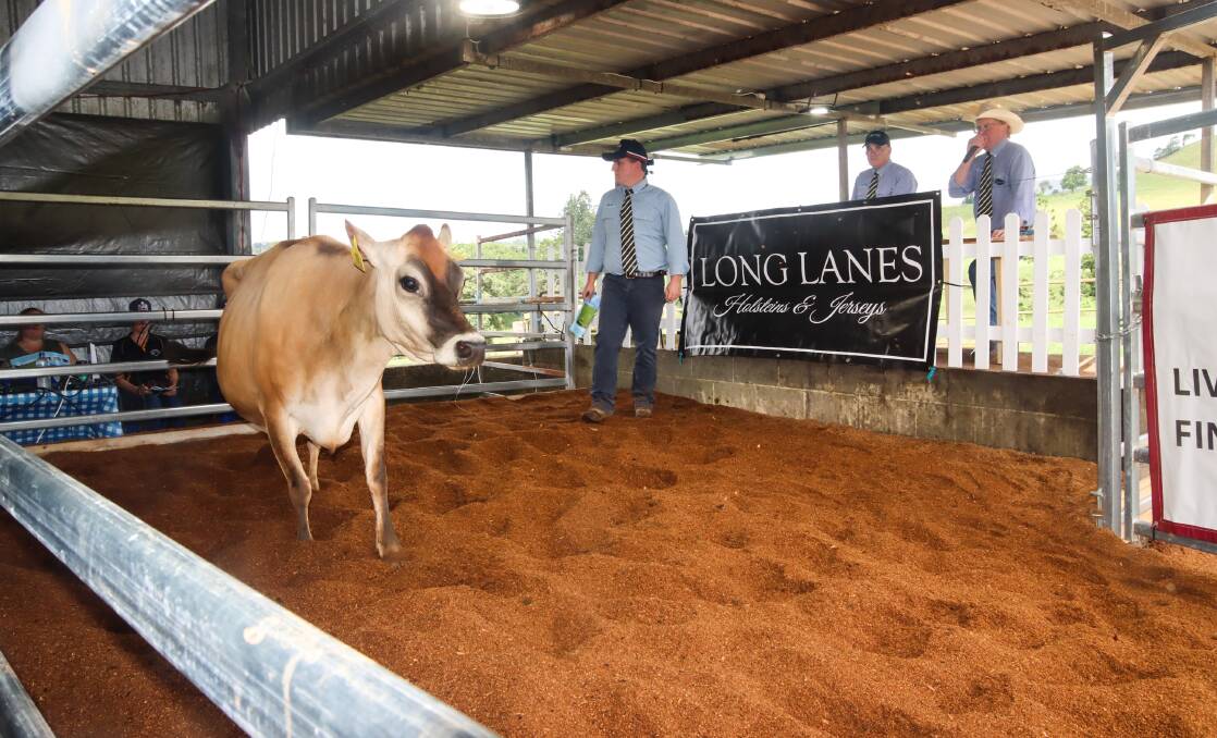 Esteemed auctioneer Brian Leslie OAM oversaw the Long Lanes Holsteins and Jerseys dispersal sale at Millaa Millaa on Monday. Photo by Lea Coghlan