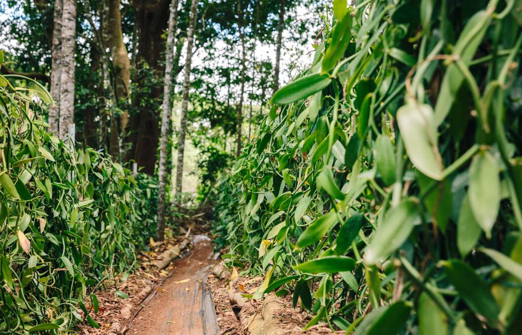 Wild Vanilla, one of the only plantations established under a rainforest canopy. Photo by Sarah Kendall Photography. 