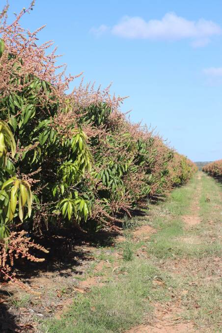 Mangoes have been grown in the northern Tablelands region for decades, first introduced as an alternative crop for diversifying tobacco growers. Photo by Lea Coghlan