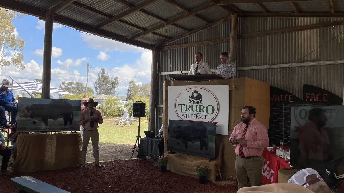 Auctioneer Paul Dooley in action at the sale in NSW. 