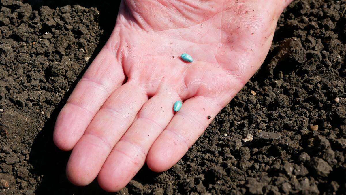 A close-up of the seeds that were planted on the Volck family farm on Tuesday. Irrigation began two days later on Thursday, August 24. Picture by Ellouise Bailey 
