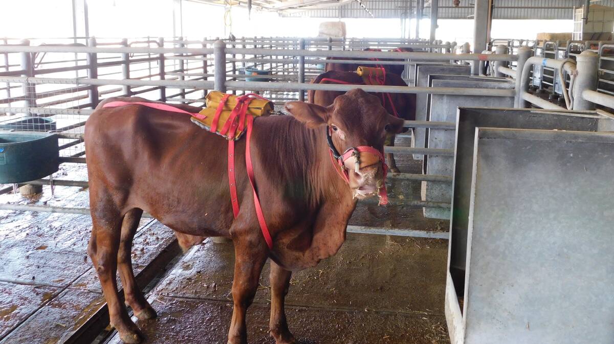 Steers equipped with a back-mounting system used in the SF6 method for collecting air samples. Picture supplied 