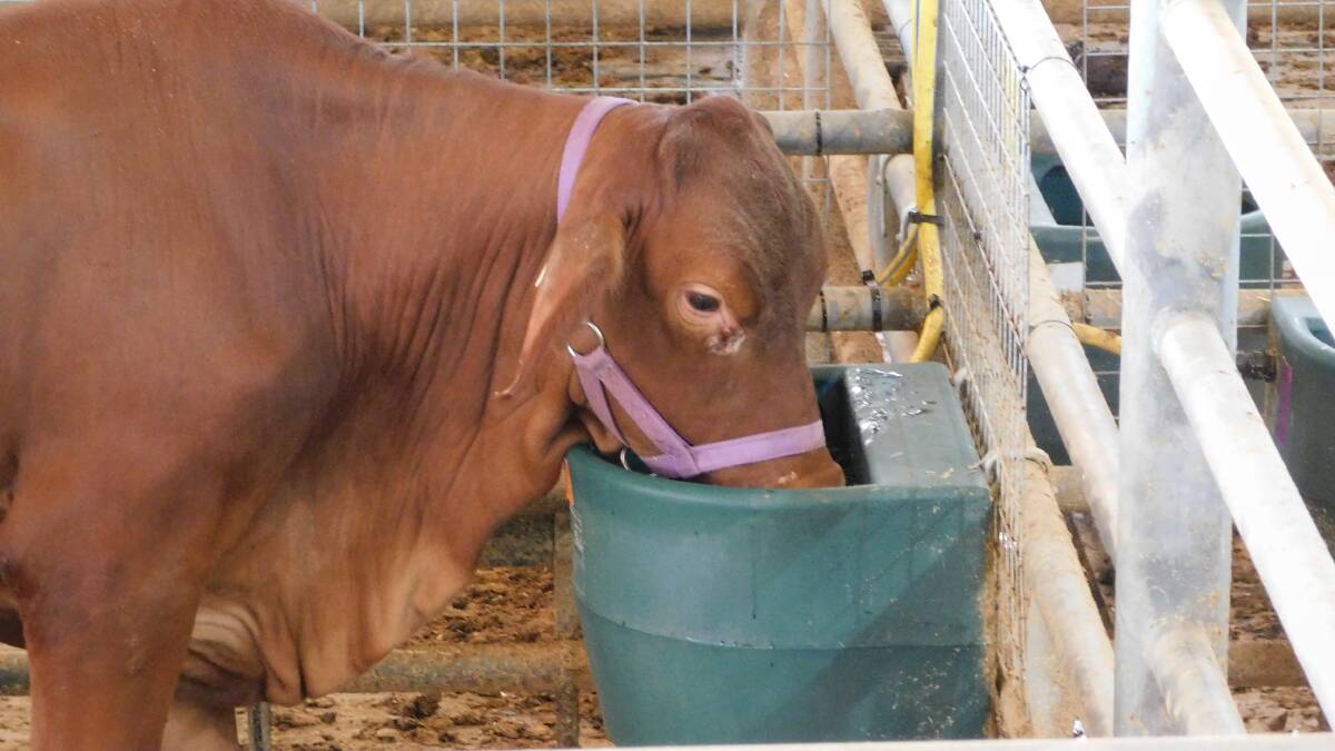 An experimental animal consumes water from a trough with an anti-methanogenic compound. Picture supplied 