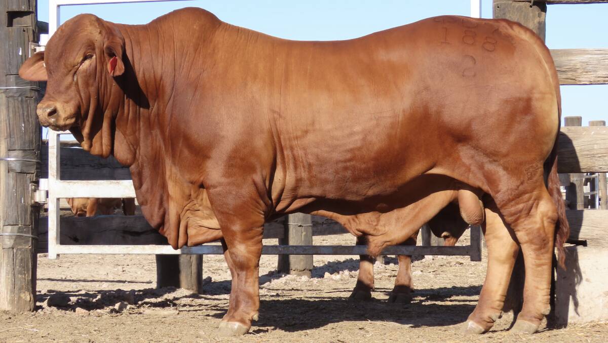 The lot 8 bull, Hamadra Marvin, was the top price bull at the 2023 Bullzeye sale held at Nebo Saleyards on Saturday, October 14. Picture supplied 