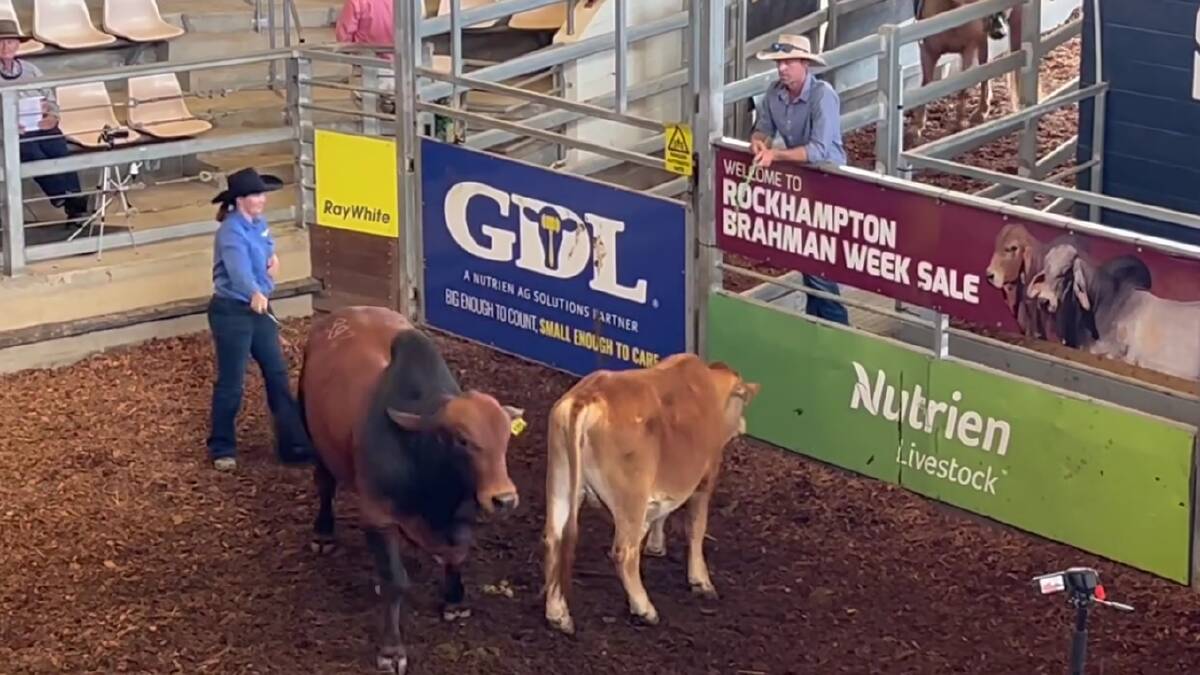 A red homozygous polled Brahman bull has made six figures on day three of 2023 Rockhampton Brahman Week Sale on Wednesday. Picture: CQLX 