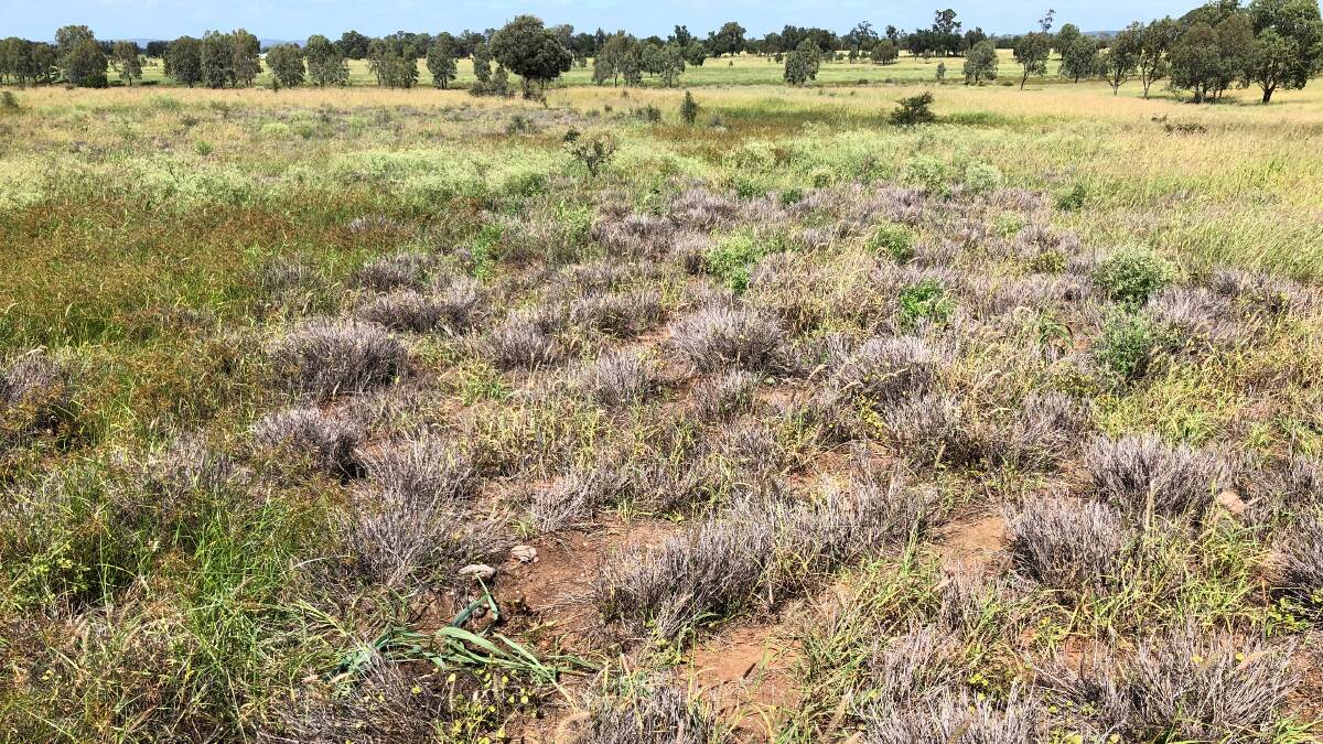 Land affected by pasture dieback in central Queensland. 