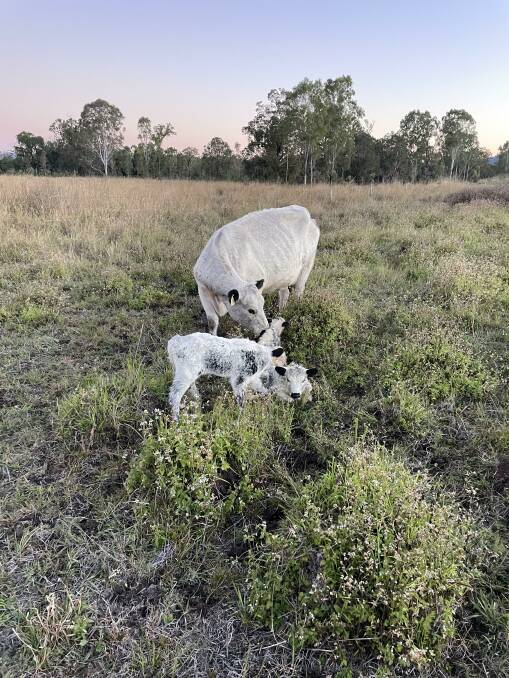 Speckle Park cow, Gayle, with her triplets - Usman, Usher and Ursula - at Blair Plains, Sarina Range. Picture supplied by Travis Parry