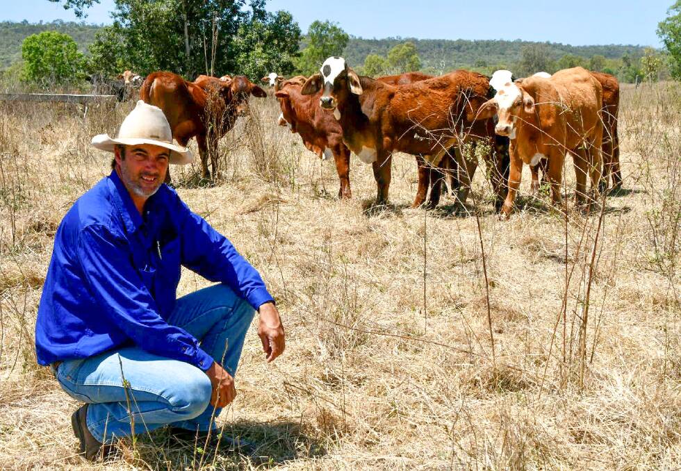 Central Queensland grazier Matthew Hinz with a mob of late weaners. Picture: Judith Maizey