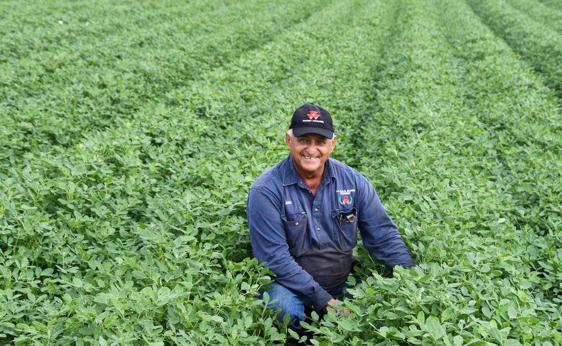 John Russo in the peanut crop that is planted as a break crop from sugar. Picture: Judith Maizey