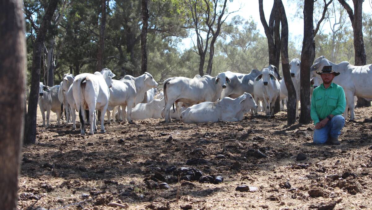 Roland Everingham of Oak Park Station with a mob of Oak Park Brahman Stud breeders. Picture supplied by Roland Everingham.