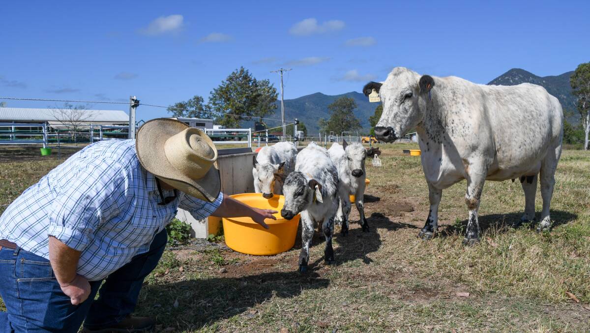 Speckle Park cow, Gayle, keeps a watchful eye on Travis Parry of Blair Plains as he reaches out to her triplets. PIcture: Judith Maizey