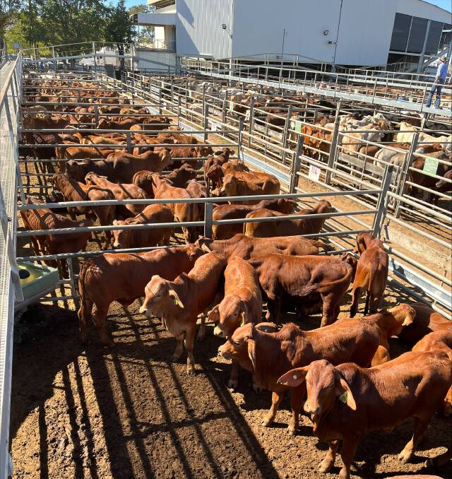 The yarding at last week's Charters Towers Combined Agents Prime and Store Sale on August 16 included this pen of steers from Julago Livestock. PIcture supplied by Nutrien Livestock