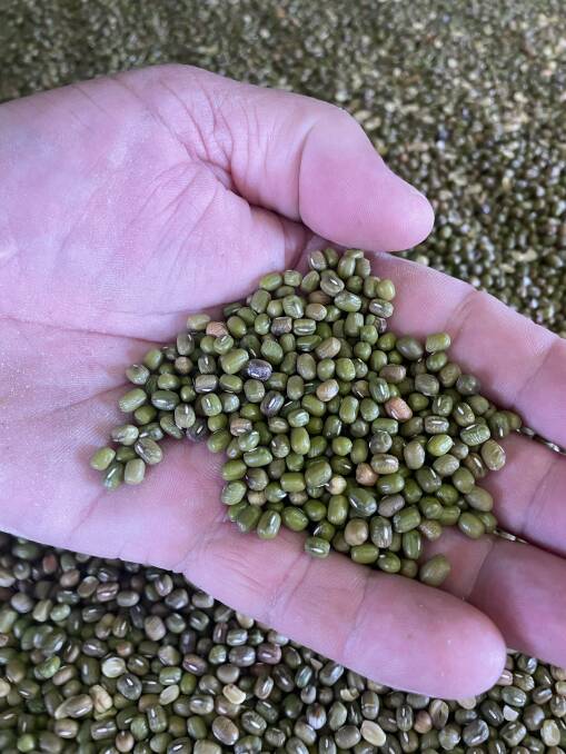 A sample of mungbeans. Picture: Judith Maizey
