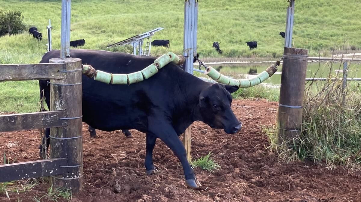 A cow demonstrates how Glenn Bradshaw's new buffalo fly treatment works. Picture supplied.