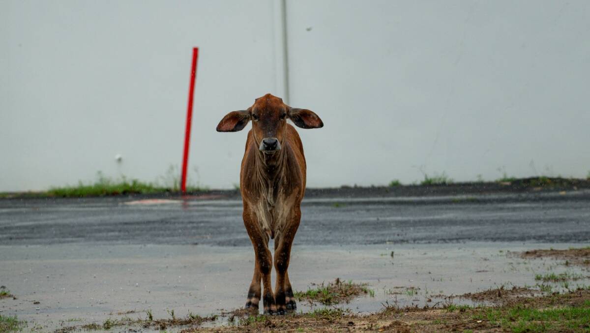 This calf was fortunate not to drown as the Barron River north of Cairns had flooded 14 m, the highest since 1977. Picture: Rossy of Cockatours