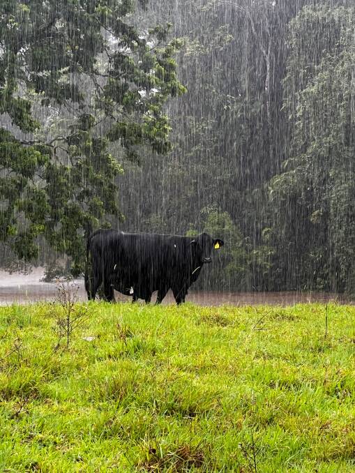 Intense rain is causing complications with a breeding group at Telpara Hills on the Atherton Tablelands with some IVF calves struggling to survive in chilled, wet conditions. Picture: Supplied