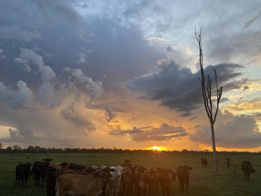 Cattle graze as a storm front moves across the Rockhampton. Picture: Supplied