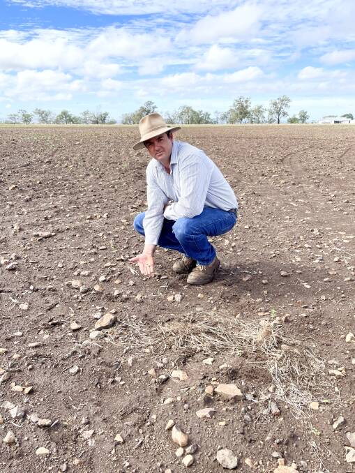 Southbrook producer Dean Messingham said his oat crop which he had planned to feed livestock with over winter had been destroyed by fall armyworm. Picture: Alison Paterson 