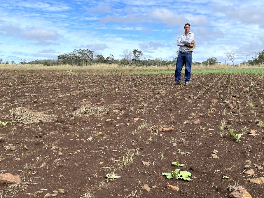 Southbrook producer Dean Messingham stands on his leased farm where his formerly healthy oats crop was decimated to bare earth in three days by fall armyworm. Picture: Alison Paterson
