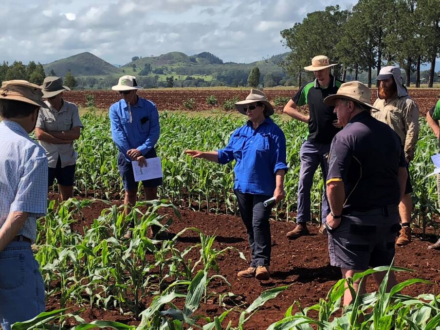 DAF principal entomologist Dr Miles (centre) is working in a joint research project with QAAFI expert Dr Joe Eyre to investigate how to control fall armyworm. Picture: Supplied 