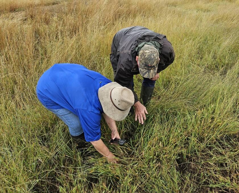 Queensland Department of Agriculture and Fisheries principal entomologist Dr Melina Miles with agronomist Patrick Jones inspect grass surrounding Dean Messingham's leased farm at Southbrook and used DPI modelling to establish where FAW hatched. Picture: Supplied