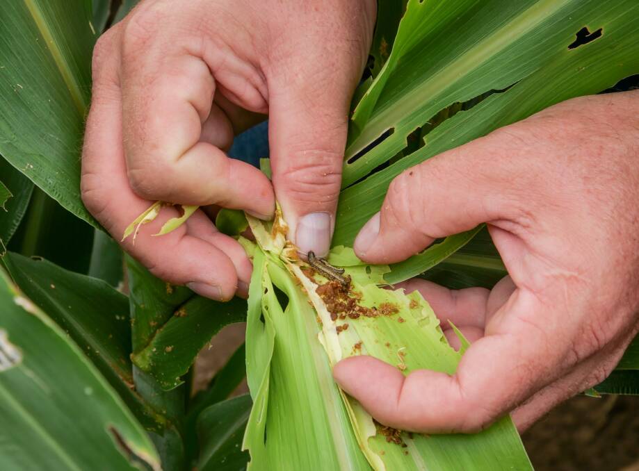 With Grains Research and Development Corporation investment, the Queensland Department of Agriculture and Fisheries is working with the University of Queensland to find a way to sustainably and economically manage fall armyworm. Picture: Supplied