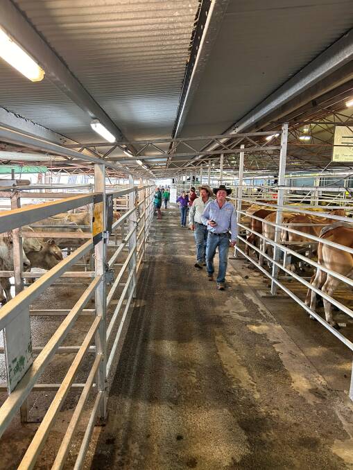 At the Innisfail store sale on Friday, Queensland Rural put 281 cattle under the hammer, livestock agent Ken Weldon said. Picture: Supplied