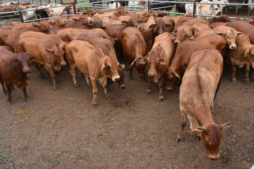 The Mt Flora cows averaged from 241.3c/kg, averaging 530.4kg and returning $1279.92 per head. Picture: Steph Allen