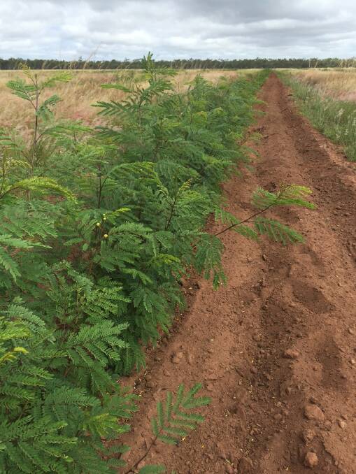 Leucaena has been infested railway corridors at Cloncurry. Picture: Penelope Arthur