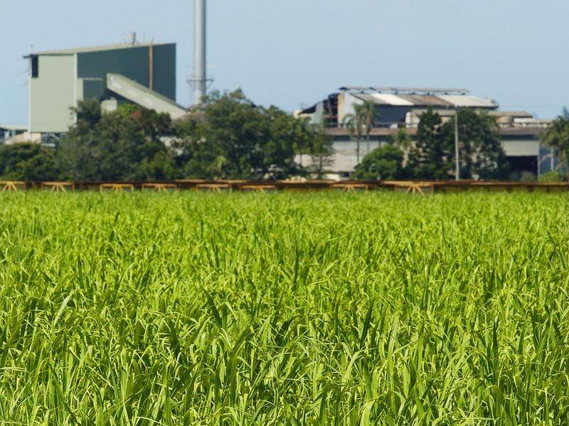 Plans have been revealed to turn North Queensland sugar cane waste into jet fuel. (Dave Hunt/AAP PHOTOS)