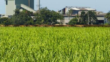 Plans have been revealed to turn North Queensland sugar cane waste into jet fuel. (Dave Hunt/AAP PHOTOS)