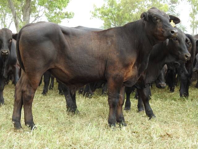 A steer from vendors G and K Heelan at 'Pasha', Clermont. Picture: Kennedy Livestock