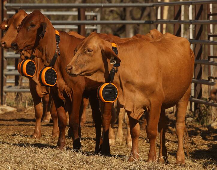 Cattle in the Spyglass Station trial wearing the Gallagher eShepherd collars. Picture: NQ Dry Tropics