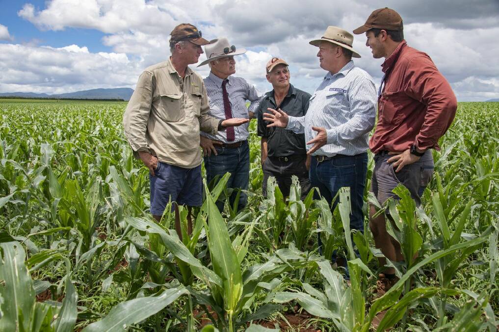 Atherton farmer Jimmy Isabella, Bob Katter MP, fellow grower Geoff Riesen, Shane Knuth MP and farmer Jason Lea inspect past damage of fall armyworm. File picture 
