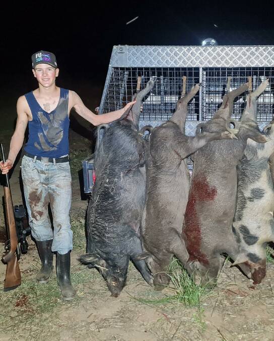 There has been a massive increase in feral pig numbers this year due to the wet weather. Picture: APDHA