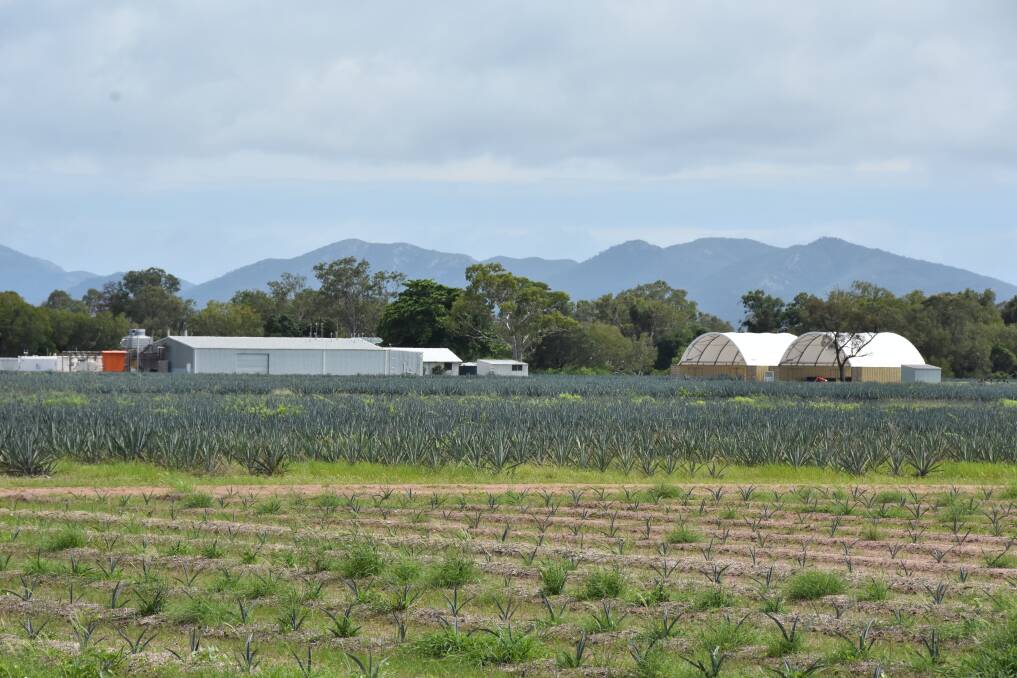 The farm is located between Bowen and Airlie Beach along the Bruce Highway. Picture: Steph Allen