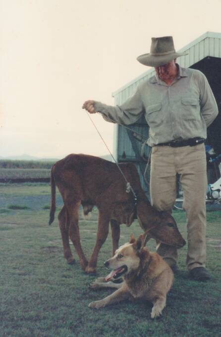 Herb with an orphaned calf and his dog, Aussie in 1996. Picture: Supplied by Lorelle Flynn