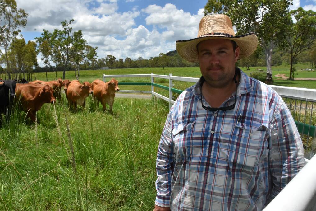 Travis Parry with heifers. Picture: Steph Allen