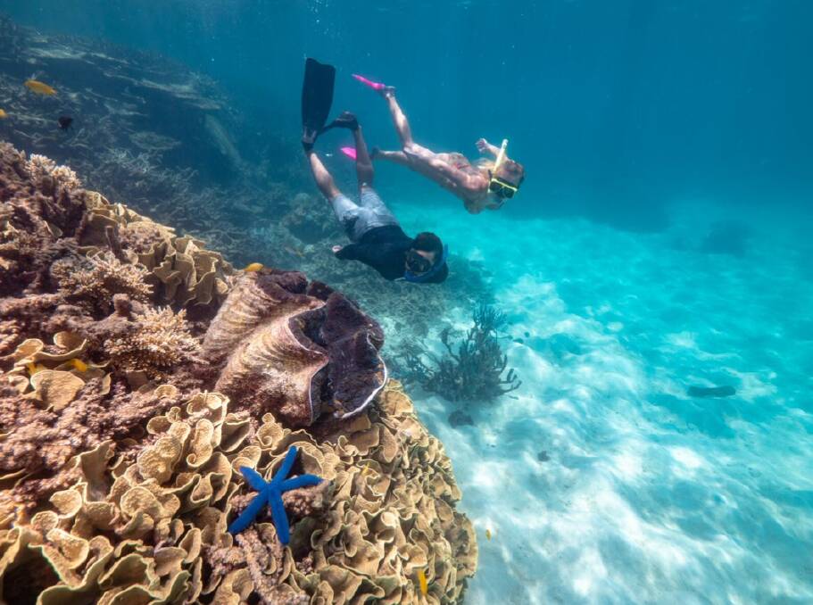 An underwater oasis awaits divers at the Great Barrier Reef. Picture: Philvids/Cassowary Coast Tourism