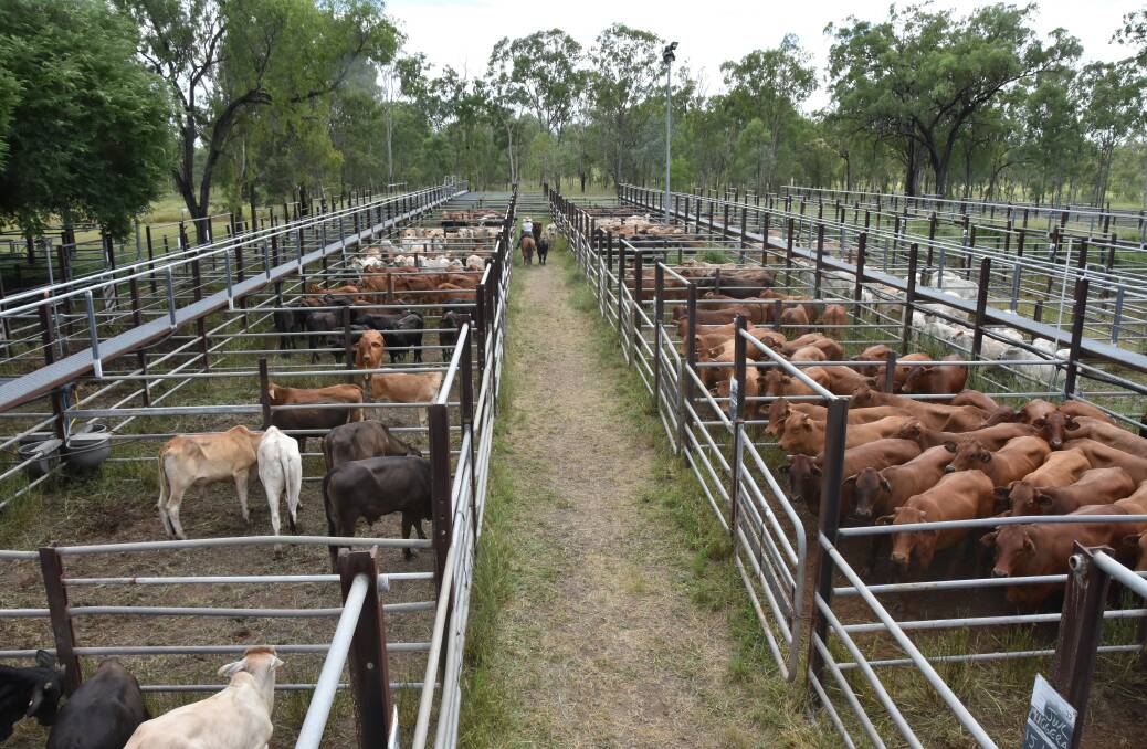 After an abundant wet season, local cattle is looking healthy. Picture: Steph Allen