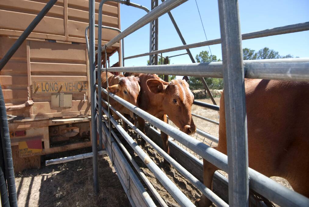 The 2024 market is uncertain after a surprising result at December 13's sale at Charters Towers. Picture: Melody Labinsky