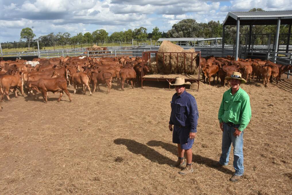 The Symonds family has run cattle near Nebo since 1954. Picture: Steph Allen